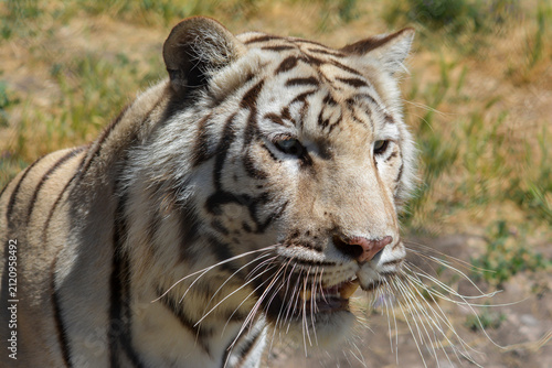 Photography White Tiger in the forest