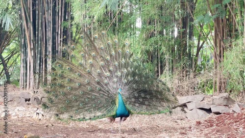 blue peacock dancing near bamboo trees in the afternoon, indian peafowl with feathers out walking and turning around looking for female peafowl, wading birds behaviour footage