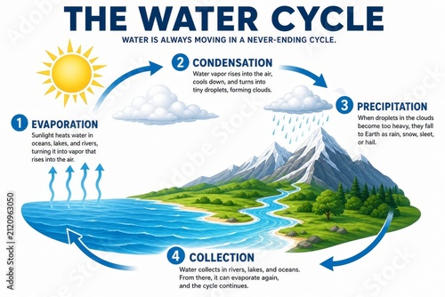 Educational Water Cycle Diagram Infographic Showing Evaporation Condensation Precipitation and Collection