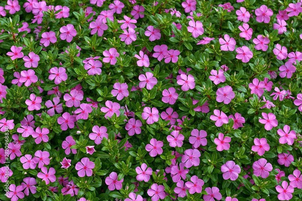 Fototapeta premium Full frame background of vibrant pink five petaled flowers with glossy green groundcover in a garden