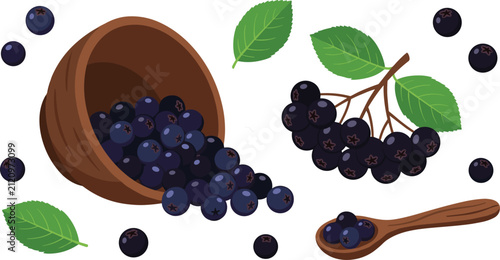 Bild auf Leinwand Aronia chokeberry vector illustration set with fresh organic black berries spill