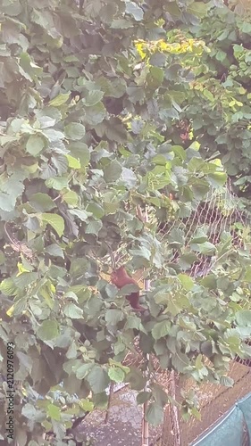 Close-up view of a brown squirrel climbing a hazel tree while cracking hazelnuts in its natural forest habitat. The image captures wildlife behavior, the beauty of Czech nature