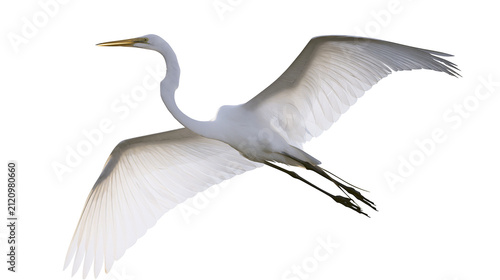 Fotografie Great egret bird with white plumage and yellow beak flying, isolated on transpar