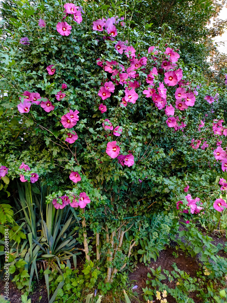 Fototapeta premium Large Syrian hibiscus bush with green leaves and bright pink flowers. Hardy shrub, tropical look, garden focal point