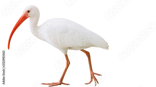 Bild auf Leinwand White Ibis bird with long orange beak, isolated on transparent background