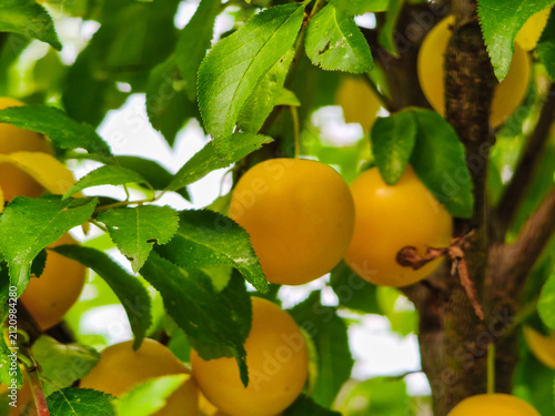 Photography Ripe yellow cherry plums hanging on branch among green leaves