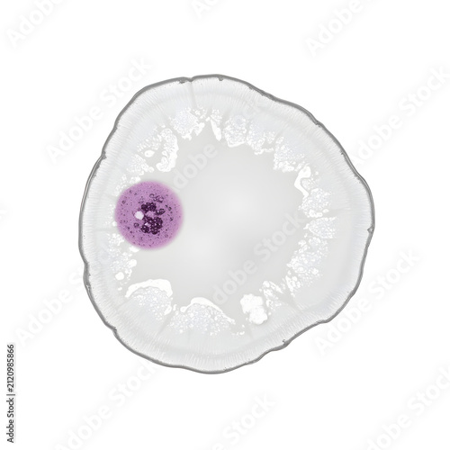 Human cell cross section isolated for cell biology and biomedical education
