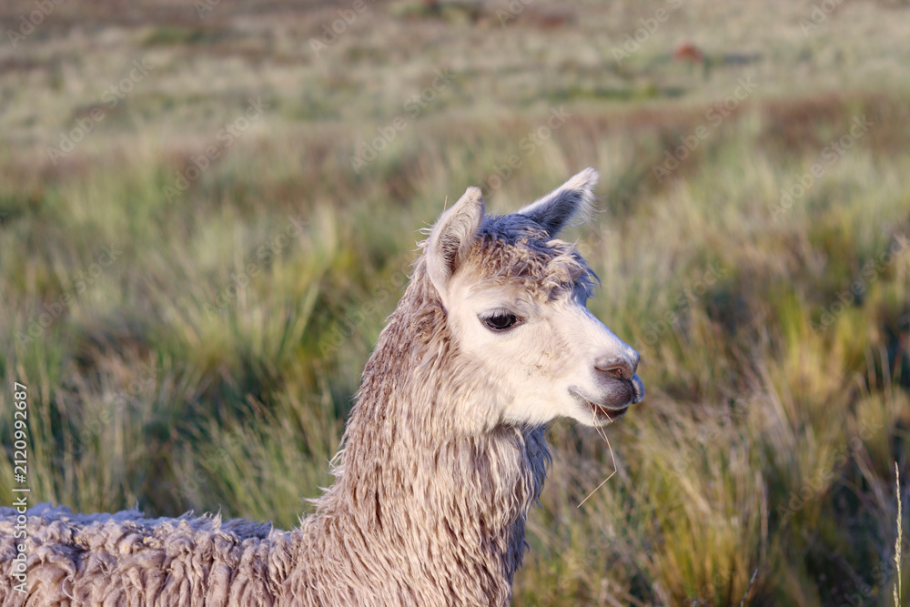 Fototapeta premium Suri Alpaca Portrait Chewing Grass in a Natural Andean Pasture