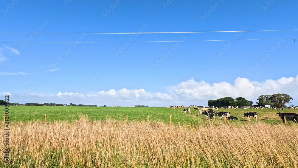 Fototapeta premium Cows Grazing in a Lush Green Field Along Great Ocean Road