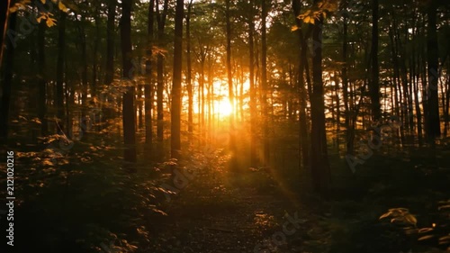 Forest at sunset sun is bright silhouetting trees