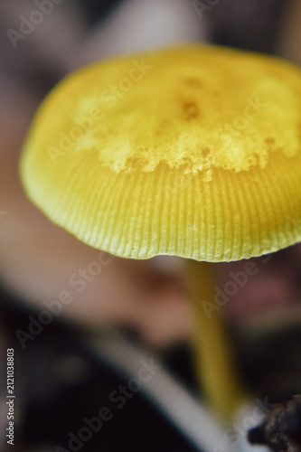 Принти на полотні Closeup of a Lion Shield mushroom