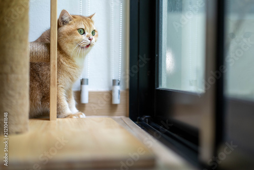 Bild auf Leinwand Curious Male Golden British Shorthair Cat Chirping and Looking Outside Window ne