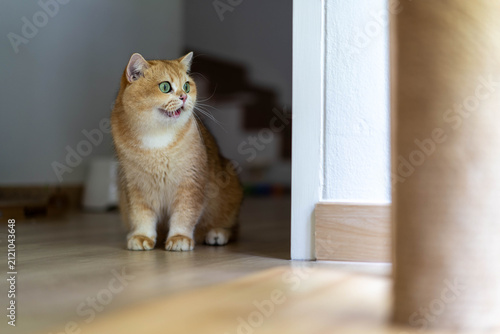 Foto Curious Golden British Shorthair Male Cat Chirping with Mouth Open near Doorway