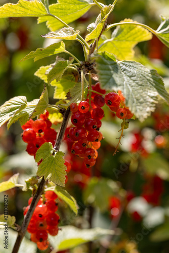 Red currants growing on a bush with green leaves