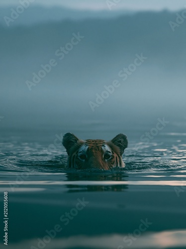 Majestic Tiger Emerges from Serene Lake With Graceful Ripples