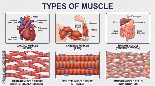 Classification and structure of human muscle types