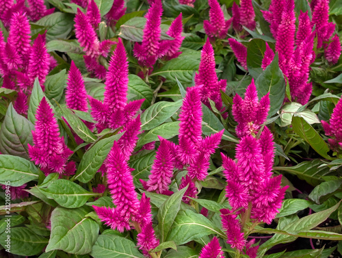 Cuadro en lienzo Vibrant Pink Plumed Cockscomb Flowers, Celosia argentea var