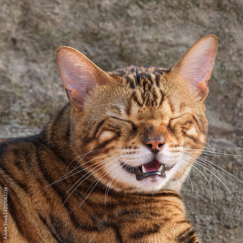 Photography This is a male Bengal cat named Huahua; he is very mischievous, but we all love him