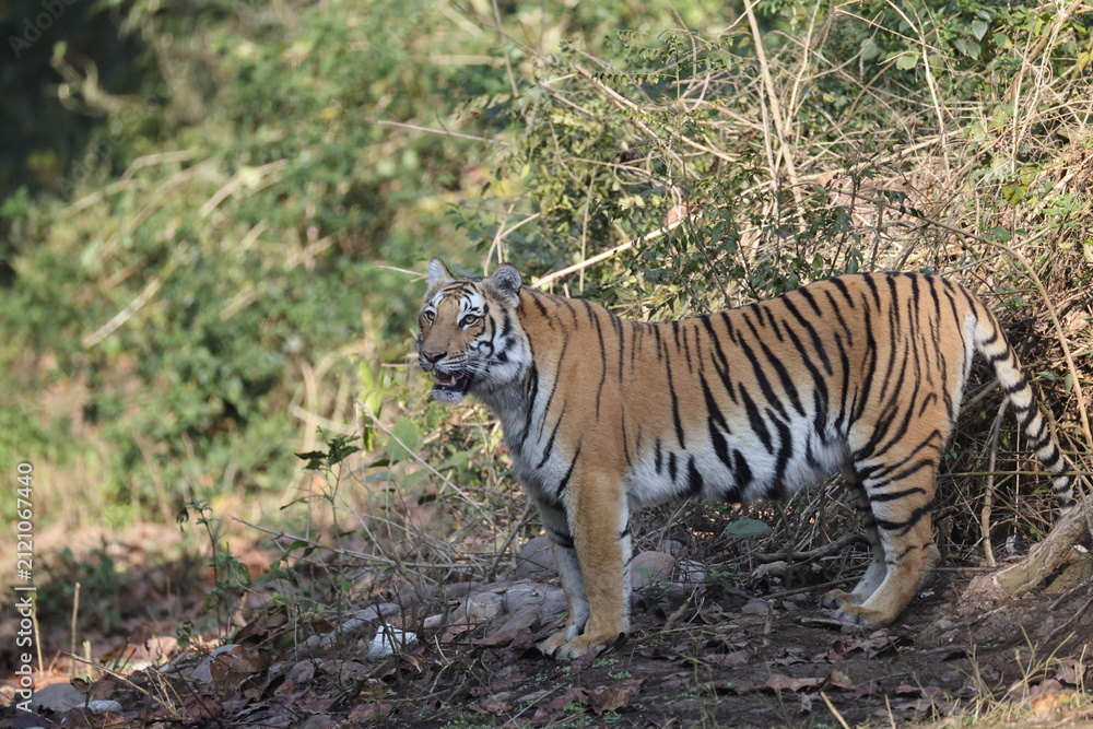Obraz premium Bengal tiger is a population of the Panthera tigris tigris subspecies. It ranks among the largest of wild cats. It is distributed from India, southern Nepal, Bangladesh, Bhutan to Southwestern China.
