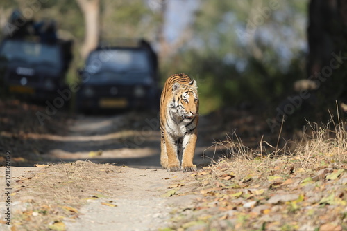Canvas Print Bengal tiger is a population of the Panthera tigris tigris subspecies