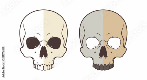 Two Human Skulls, Front View, Split Color Design, Medical Illustration