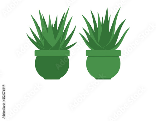 Two Potted Aloe Vera Plants, Green Succulents in Pots, Minimalist Home Decor