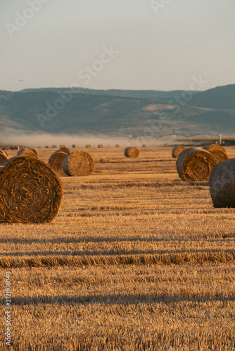 Фотография Summer Harvest in Vojvodina with Straw Bales Across Farmland