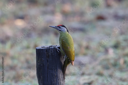 Canvas Print The grey-headed woodpecker (Picus canus hessei), also known as the grey-faced woodpecker, is a Eurasian member of the woodpecker family, Picidae