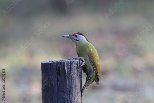 Canvas Print The grey-headed woodpecker (Picus canus hessei), also known as the grey-faced woodpecker, is a Eurasian member of the woodpecker family, Picidae