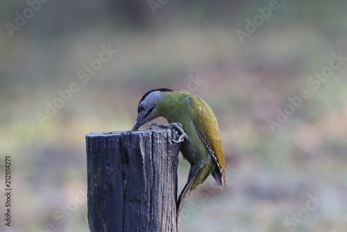 Canvas Print The grey-headed woodpecker (Picus canus hessei), also known as the grey-faced woodpecker, is a Eurasian member of the woodpecker family, Picidae