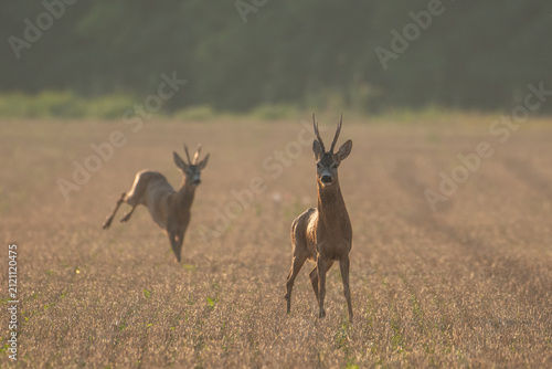 Foto Photo of a beautiful roe deer in mating season