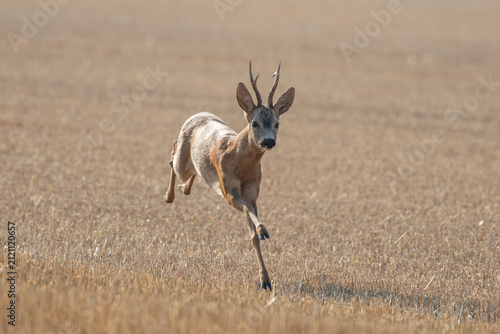 Obraz na plátne Photo of a beautiful roe deer in mating season