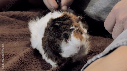 Cute Tricolor Guinea Pig Being Petted Gently by Owner on Soft Blanket