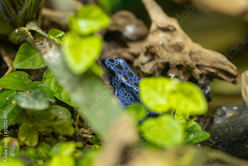 Fotografía Blauer Pfeilgiftfrosch linst im dichten Grün hervor
