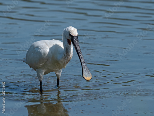 Foto Eurasian Spoonbill, Löffelreiher (Platalea leucorodia)