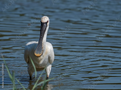 Konstfotografi Eurasian Spoonbill, Löffelreiher (Platalea leucorodia)