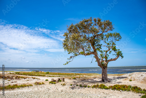 Bild auf Leinwand Tree Standing in a Dry Summer Field Under a Clear Blue Sky