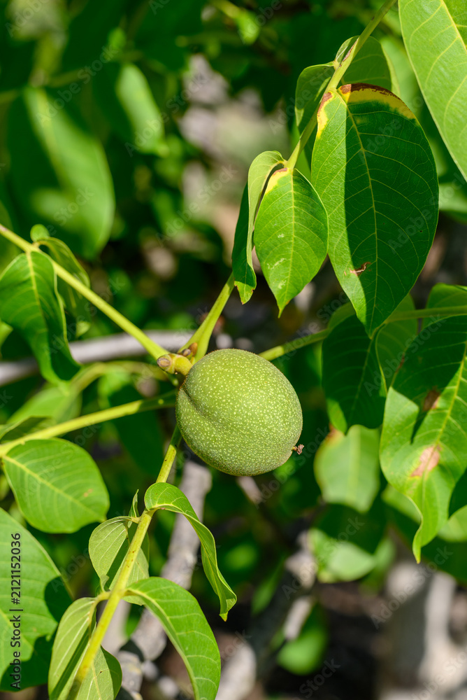 Fototapeta premium Green walnut hanging on tree branch