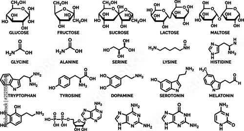 Chemical structures of sugars and amino compounds