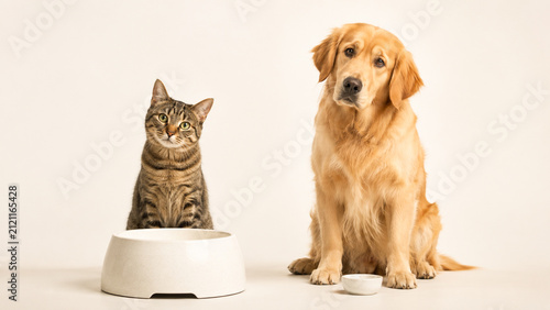 Golden retriever and tabby cat sitting beside a pet food bowl on a clean beige studio background. Ideal for pet nutrition, veterinary care, adoption and advertising.