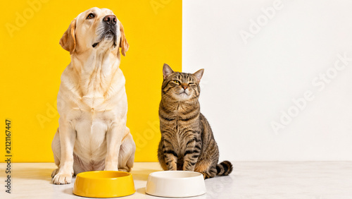 Golden retriever and tabby cat waiting beside empty pet food bowls on a white background. Ideal for pet nutrition, veterinary care, packaging and advertising.
