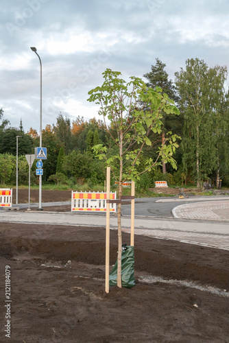 Obraz na płótnie Newly Planted Tree Along a Modern Residential Street During Urban Landscaping Project