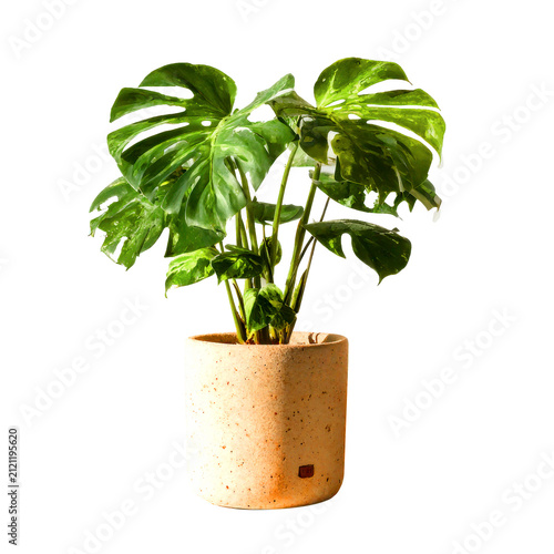 Monstera plant in ceramic pot on desk with computer