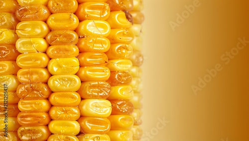 Right third smoothly fades into a clean warm golden gradient background providing uncluttered copy space for text