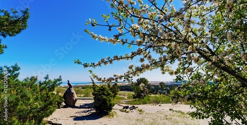 Canvas Print Nida and the Great Dune, Lithuania, the Baltic States, Europe, 20 May 2026