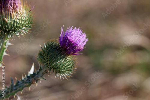 Obraz na plátně Beautiful thistles plant growing against blurred background, closeup