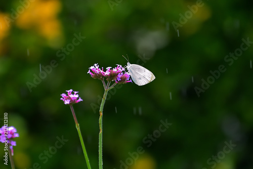 Foto 小雨が降る中、モンシロチョウがバーベナ・ボナリエンシスの蜜を吸っている風景