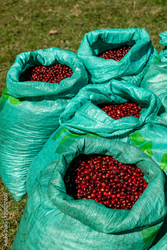 Freshly harvested red coffee cherries filling green burlap sacks on a Panamanian coffee farm, showcasing the agriculture process in Volcan, Chiriqui - stock photo