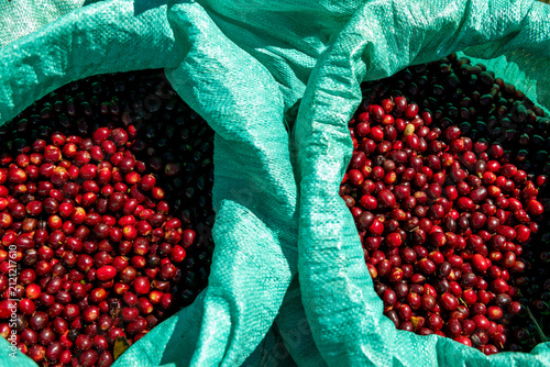 Freshly harvested red coffee cherries filling large green sacks, ready for processing at a sustainable coffee farm in Volcan, Chiriqui, Panama, capturing the essence of global coffee production.