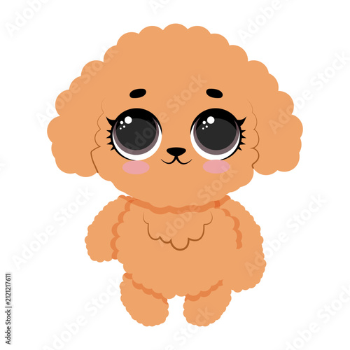Cute fluffy poodle puppy standing
